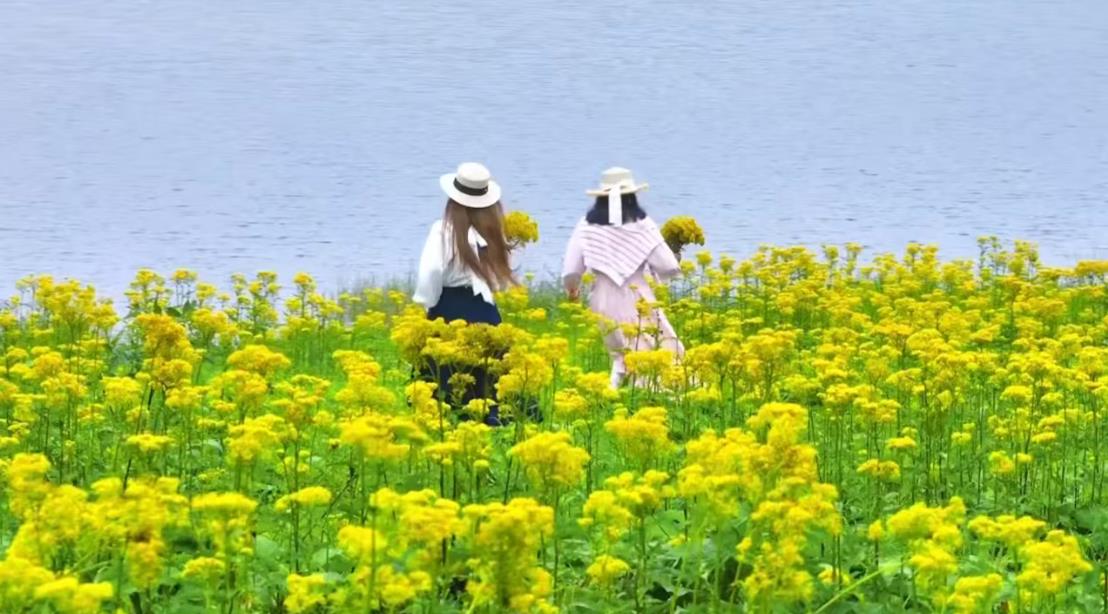棕榈谷